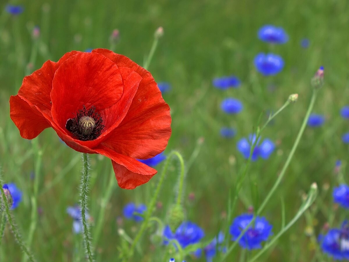 Zomerwandeling + Workshop 'Natuurlijk verzorgd op vakantie' - 2026 maandageditie