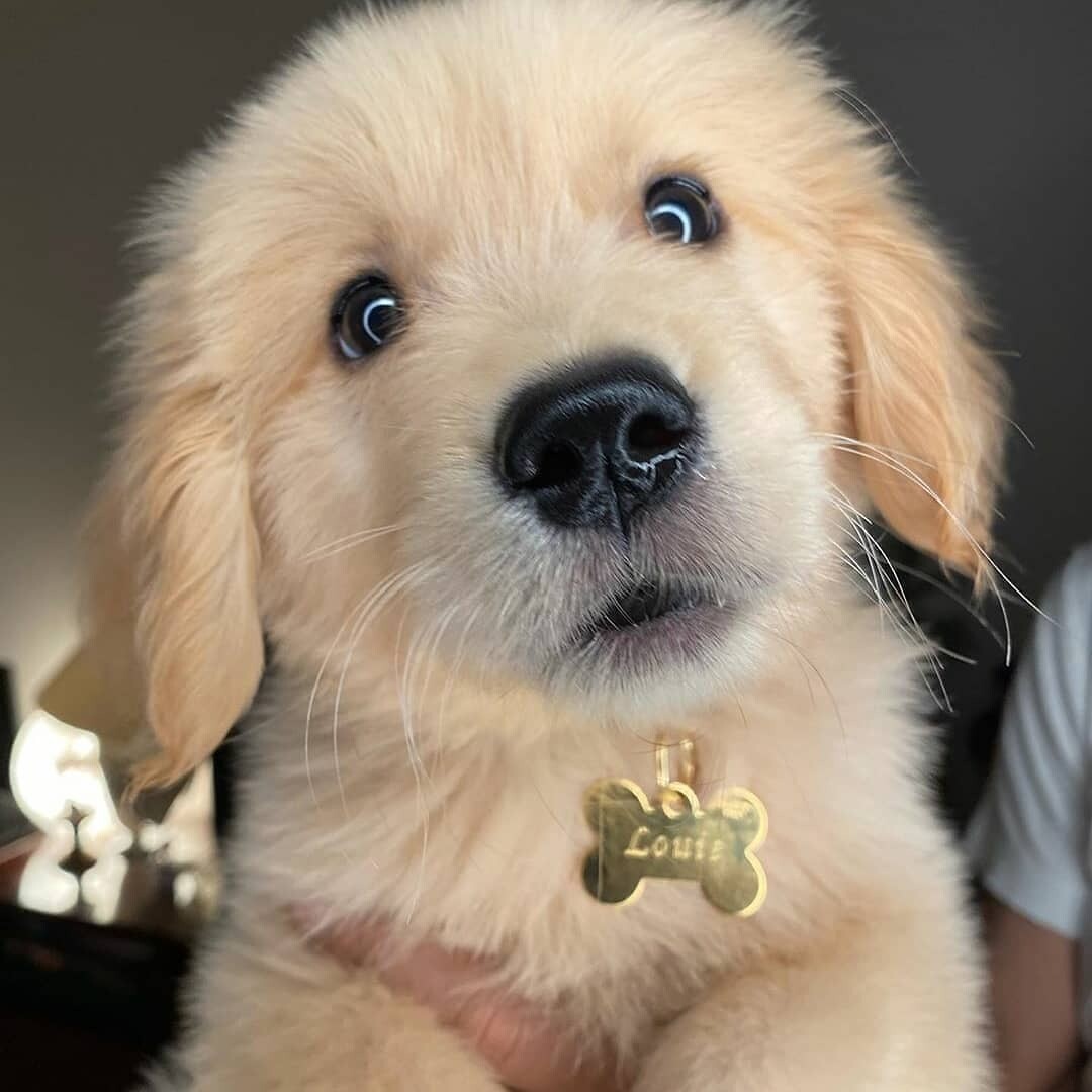 Gold Retriever  MALE