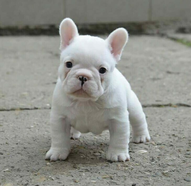 Frenchie MALE