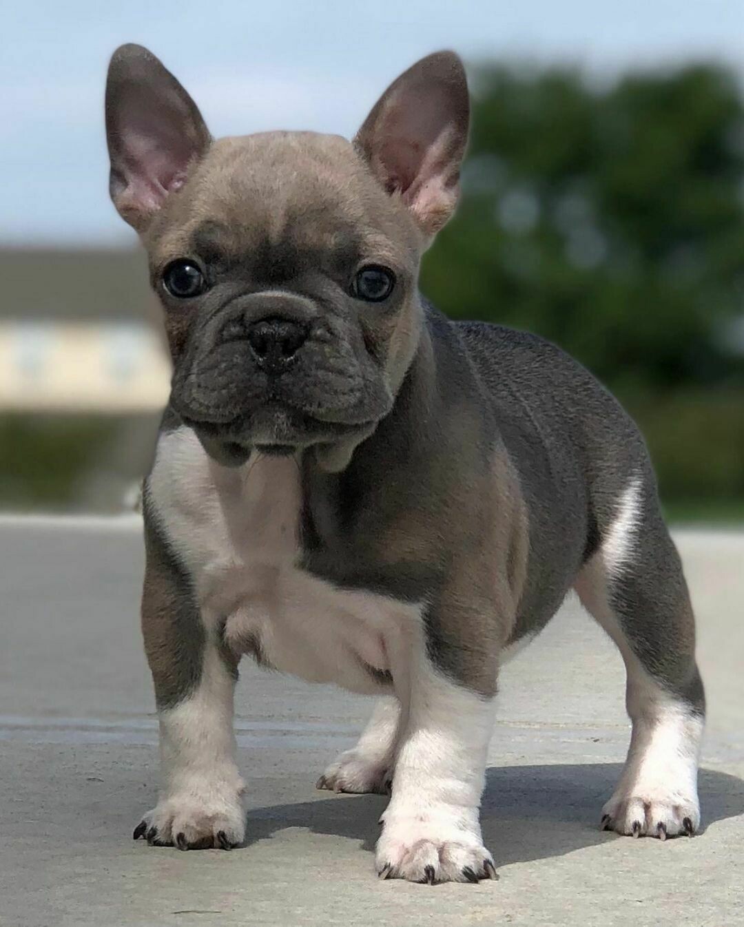 Frenchie FEMALE