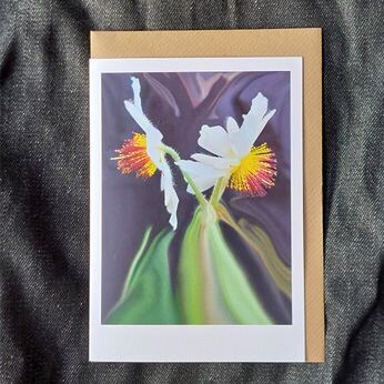 Sparrmannia Africana