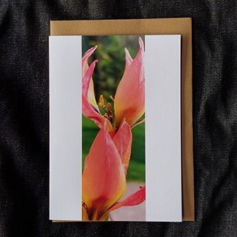 Open Tulips