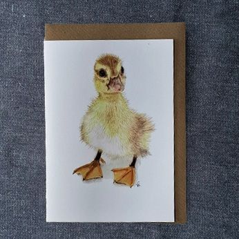 1VE562X Duckling ( new for 2025)