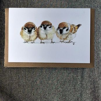 1VE563X Three Juvenile Sparrows ( new for 2025)