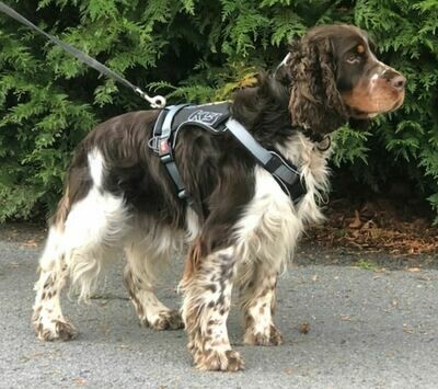 Multifunctional Hundegeschirr Quattro K-9 Evolution