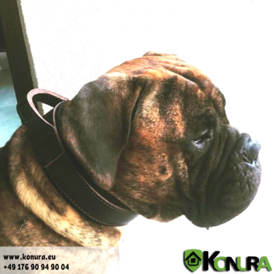 Lederhalsband mit Griff mit Wildlederfutter Klin Kassel