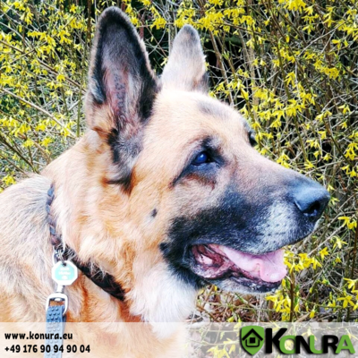 Geflochtener Leder-Halsband mit Schnellverschluss-Schnalle Klin Kassel
