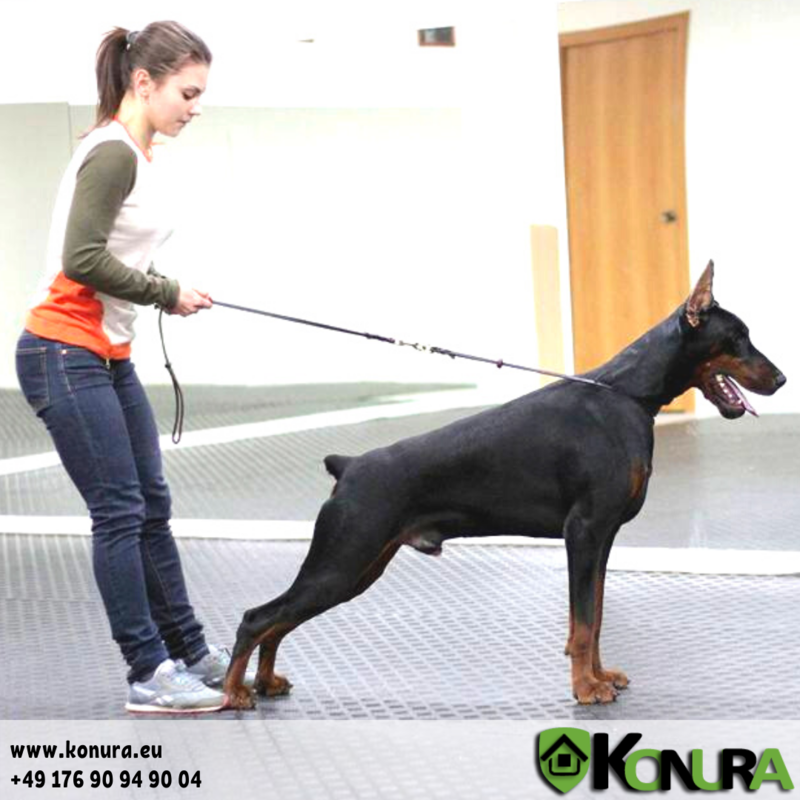 Show Collar in Oiled Leather – KLIN Kassel