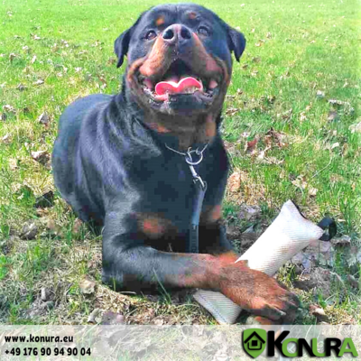 Beißwülste aus Feuerwehrschlauch mit 1 oder 2 Handschlaufe mit und ohne Ton Klin Kassel