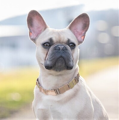 NECK-TECH SPORT Collar with ClickLock – Sprenger