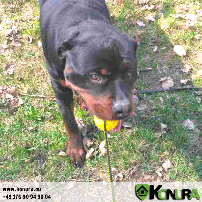 Hundespielzeug Ball mit verschiedene Handschlaufen Klin Kassel