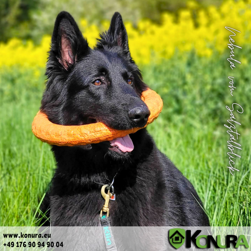 Dog toy "Wheel" Medium Doglike