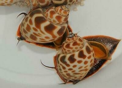 Babylonia zeylanica