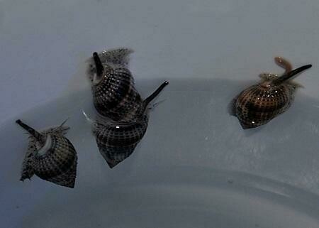 Nassarius vibex