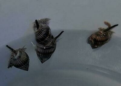 Nassarius vibex