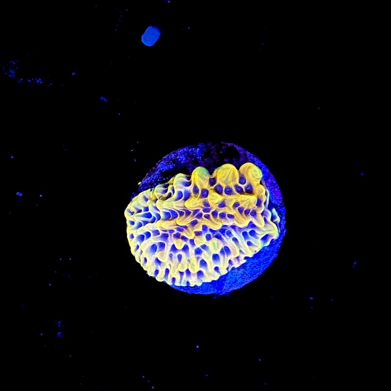 Montipora CRAZY T (002)