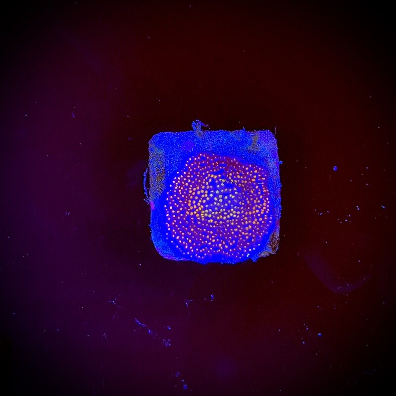 Montipora Rainbow