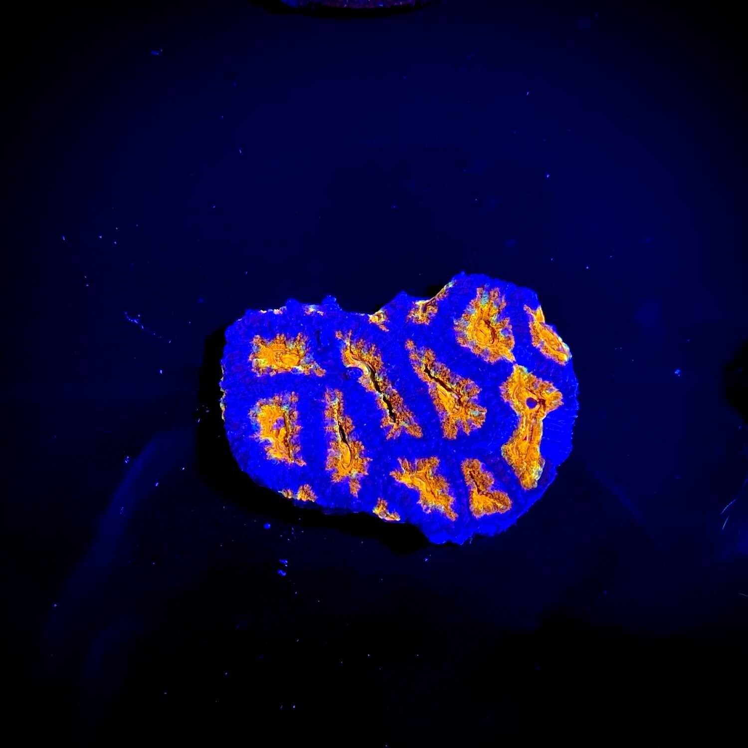Acanthastrea lordhowensis Ultra Rainbow