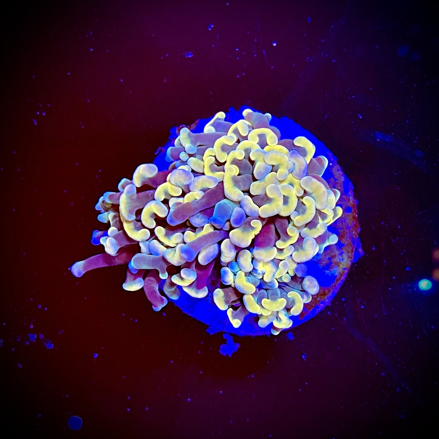 Euphyllia Ancora Ultra