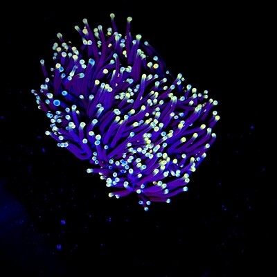 Euphyllia Rasta (4 heads)