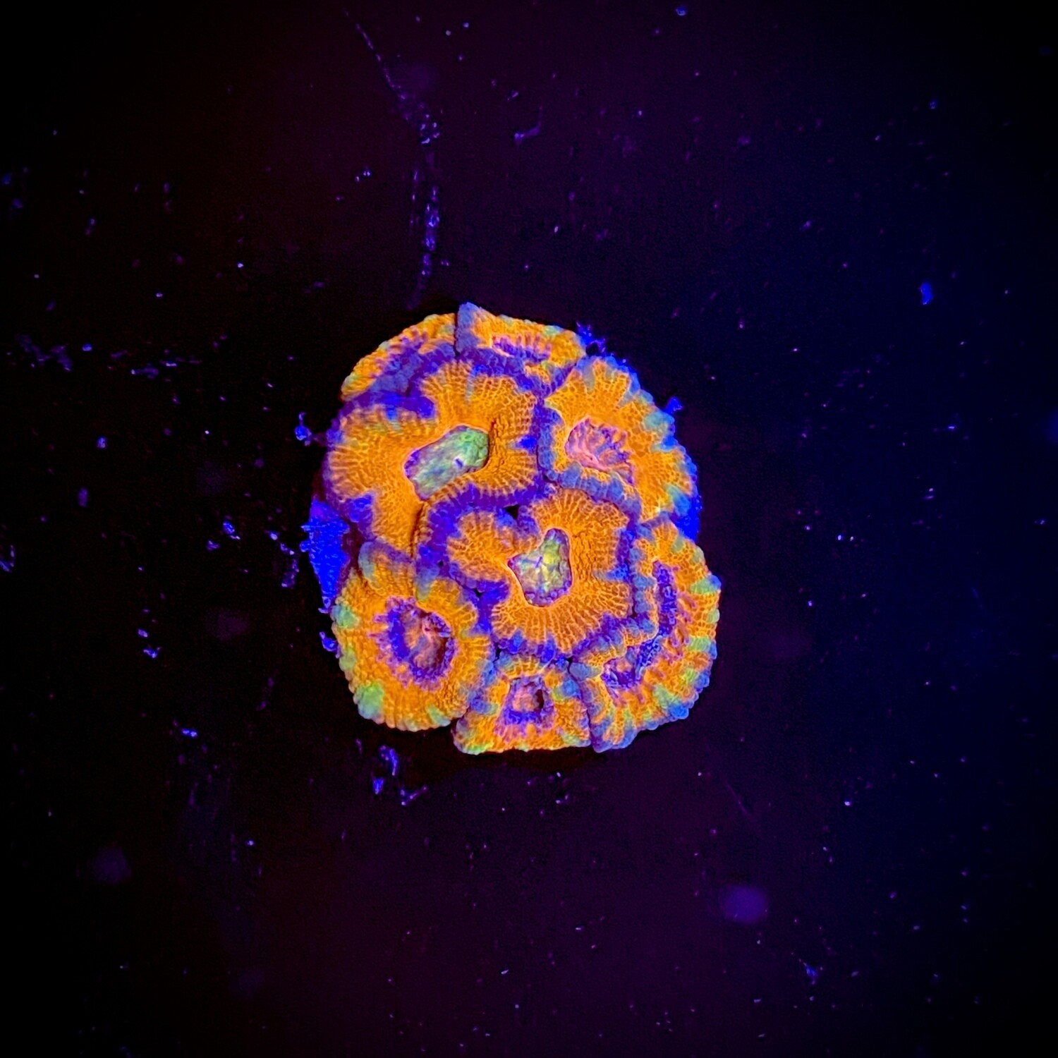 Acanthastrea lordhowensis Ultra Rainbow