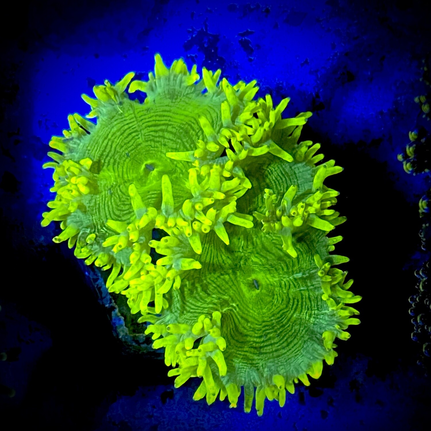Catalaphyllia Ultra Neon Yellow