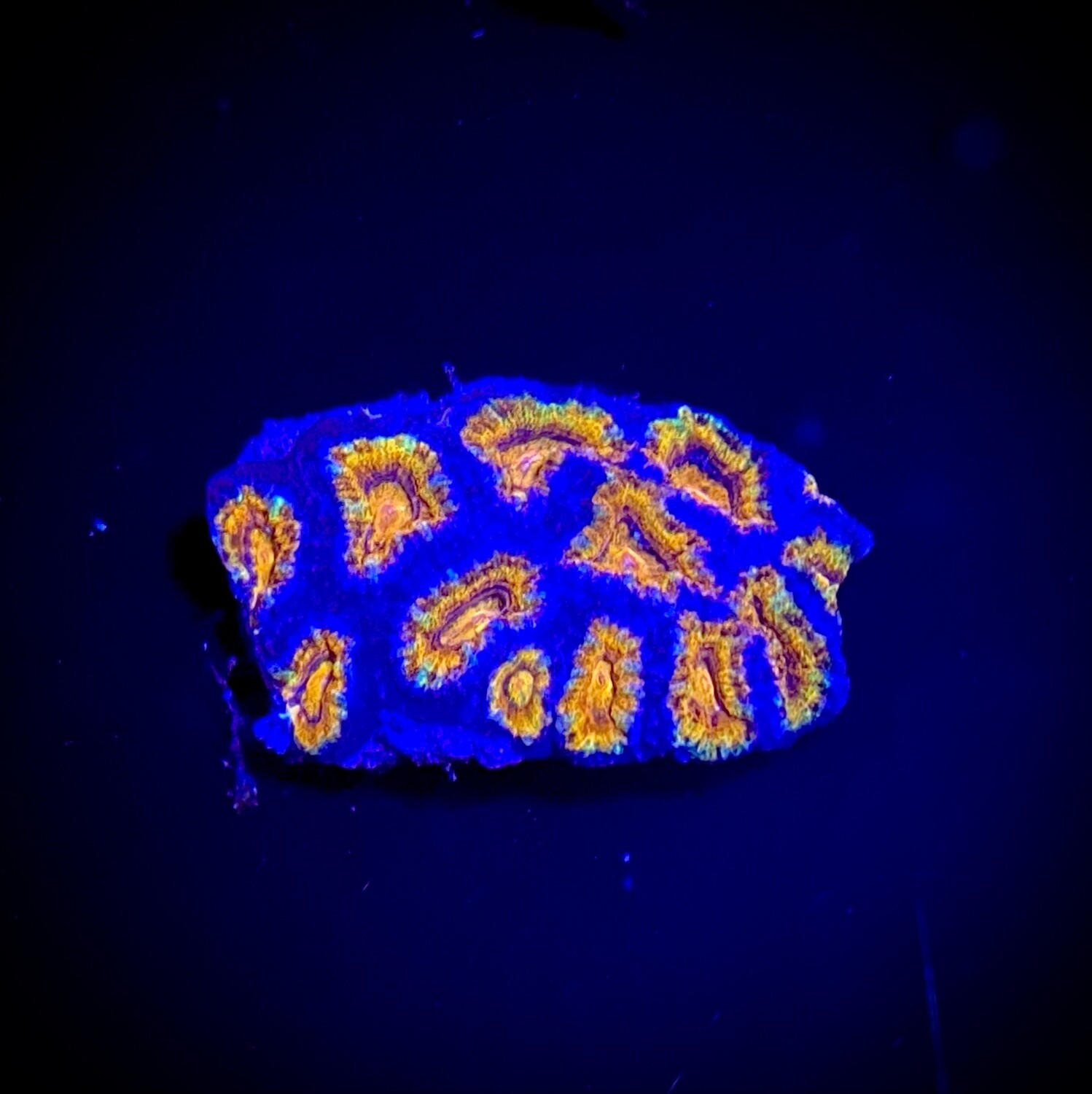 Acanthastrea lordhowensis Ultra Rainbow