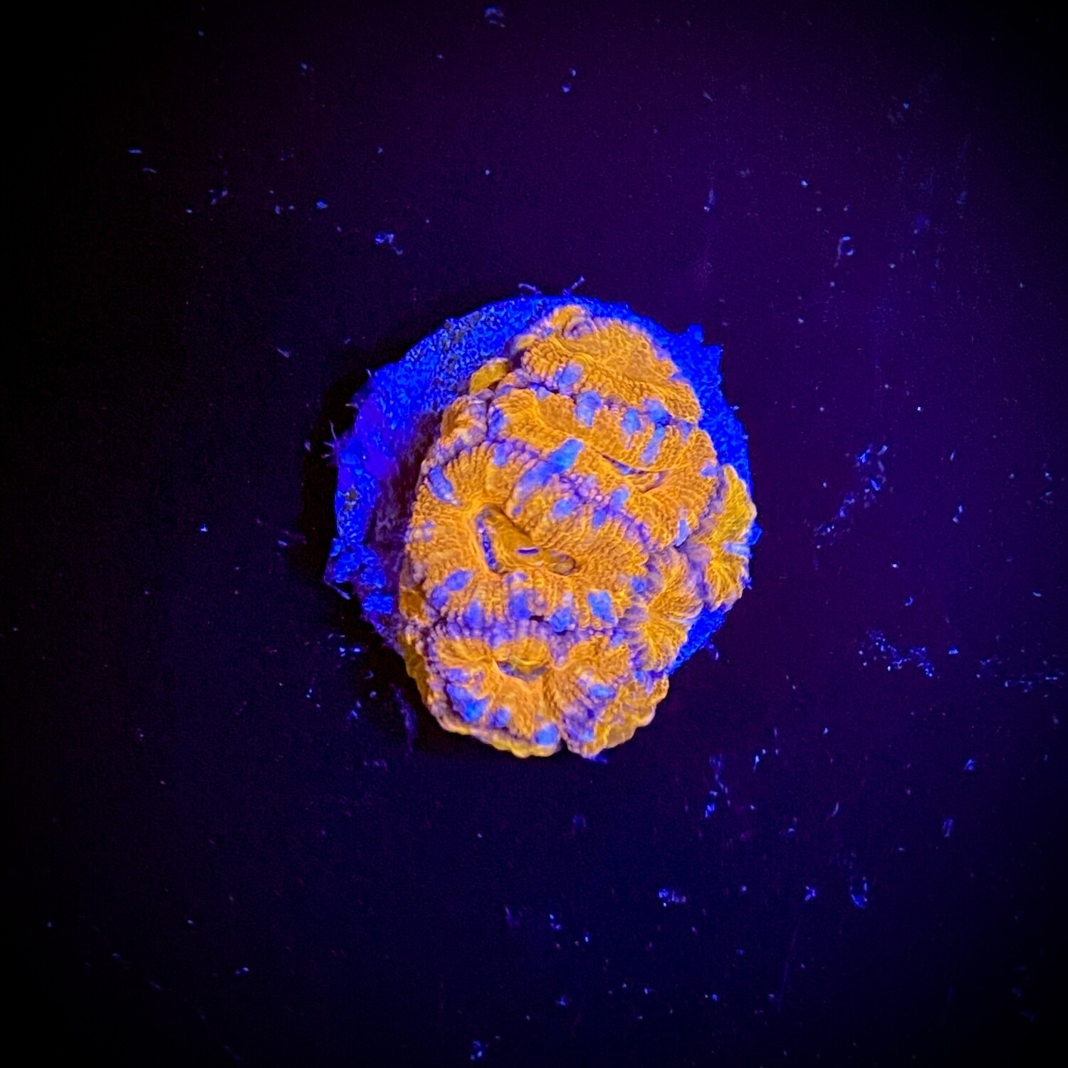 Acanthastrea lordhowensis