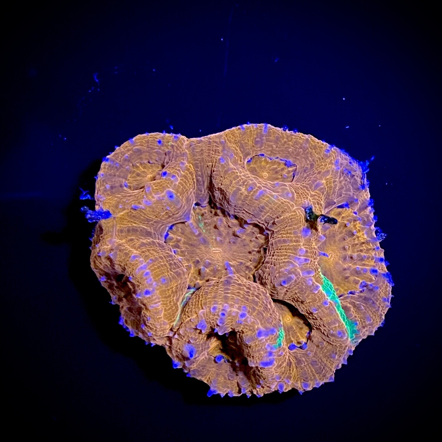 Acanthastrea Bowerbanki