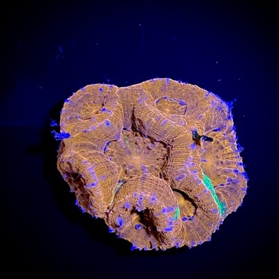 Acanthastrea Bowerbanki