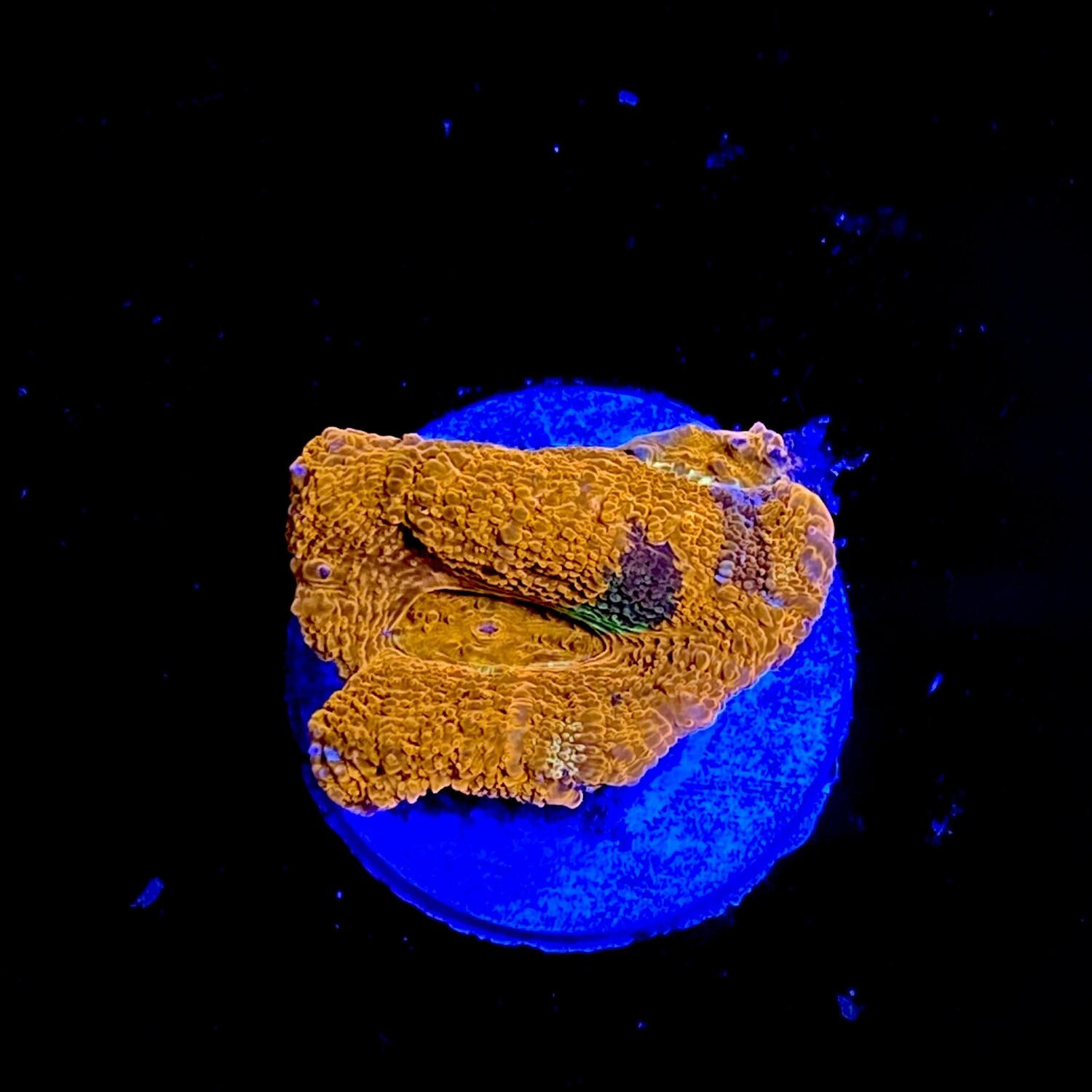 Acanthastrea Bowerbanki