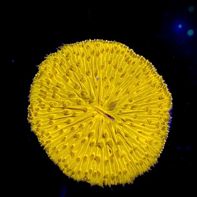 Cycloseris Orange