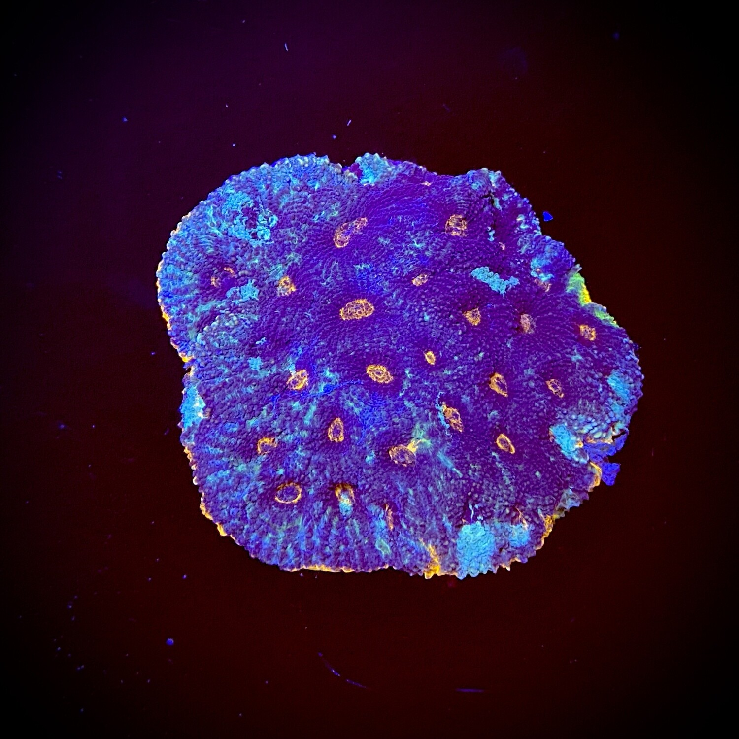 Acanthastrea Echiniata