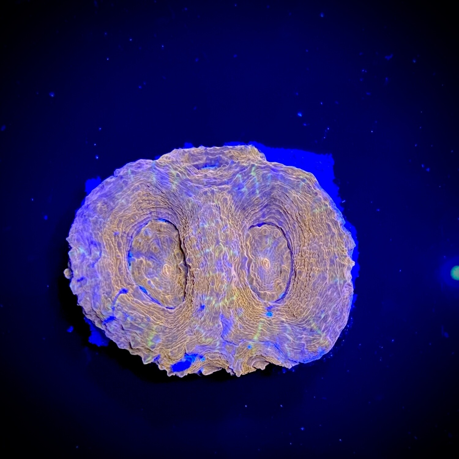 Acanthastrea Bowerbanki