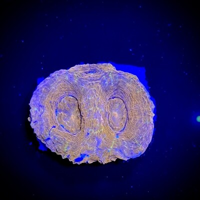 Acanthastrea Bowerbanki