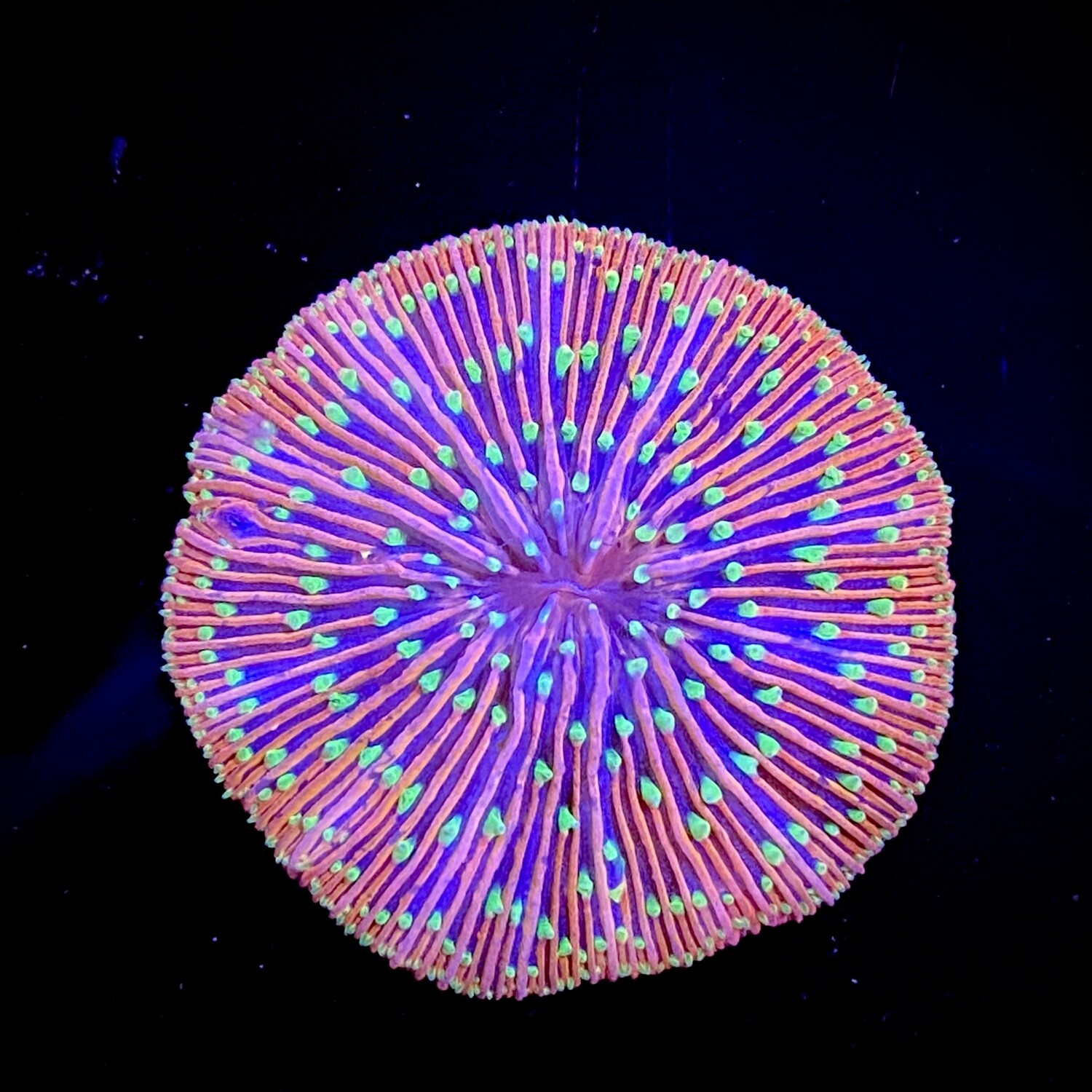 Cycloseris Ultra Pink green
