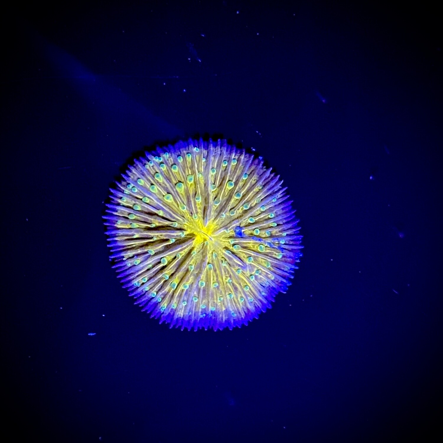 Cycloseris Ultra Orange green