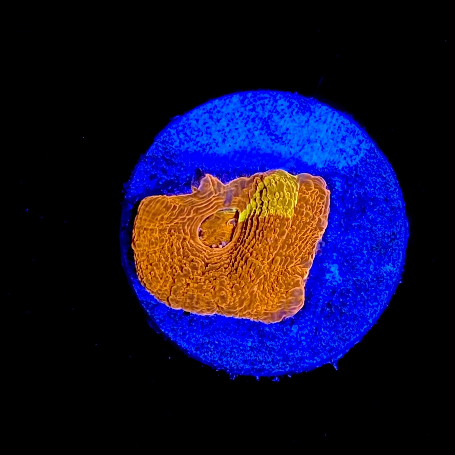 Acanthastrea Bowerbanki Bleeding Sun