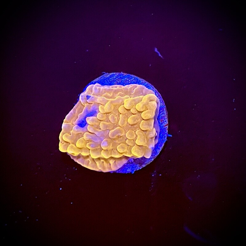 Montipora Ultra Orange