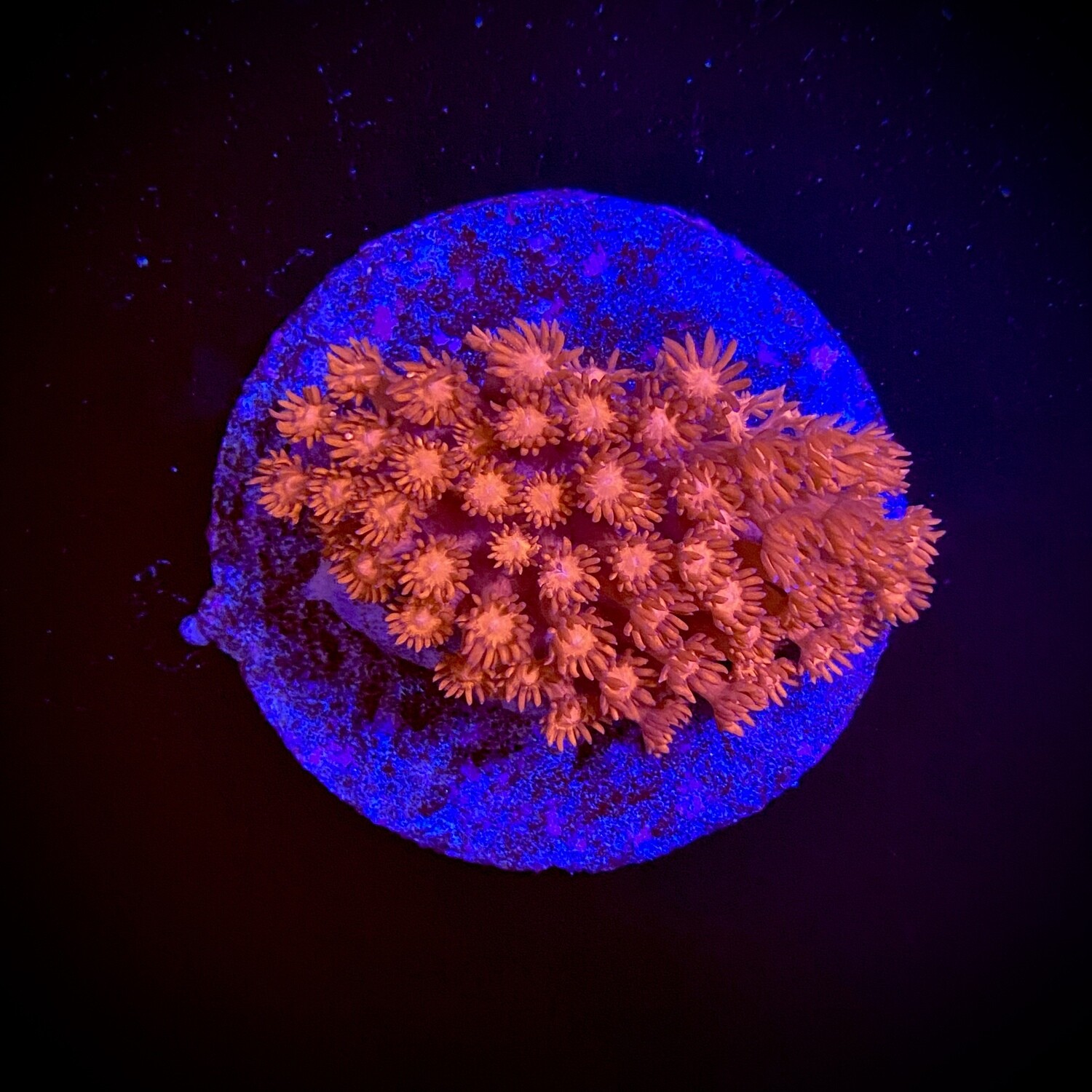 Goniopora Red