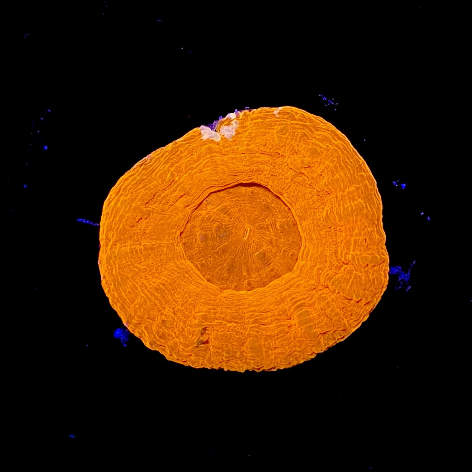 Scolymia australis Red Premium