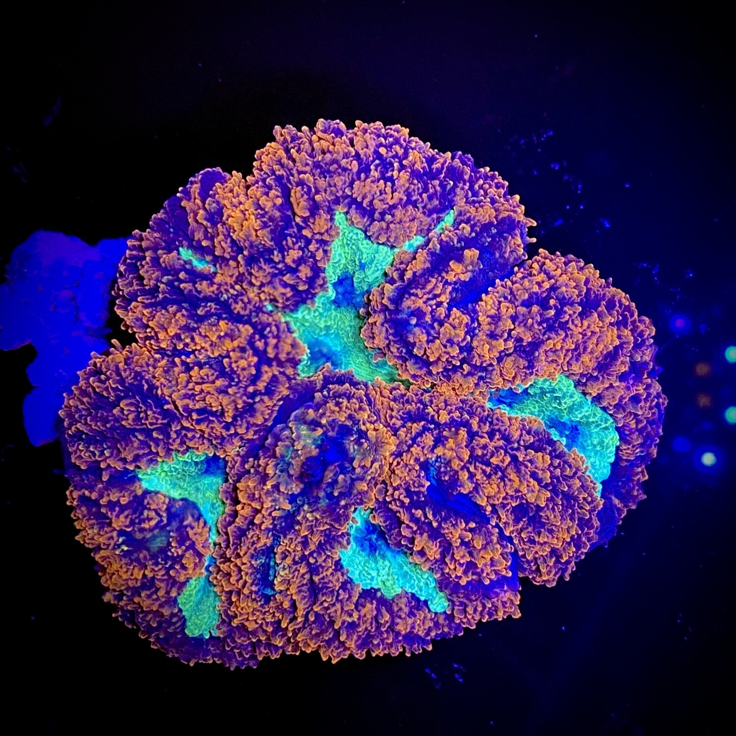 Symphylia Spp. Premium