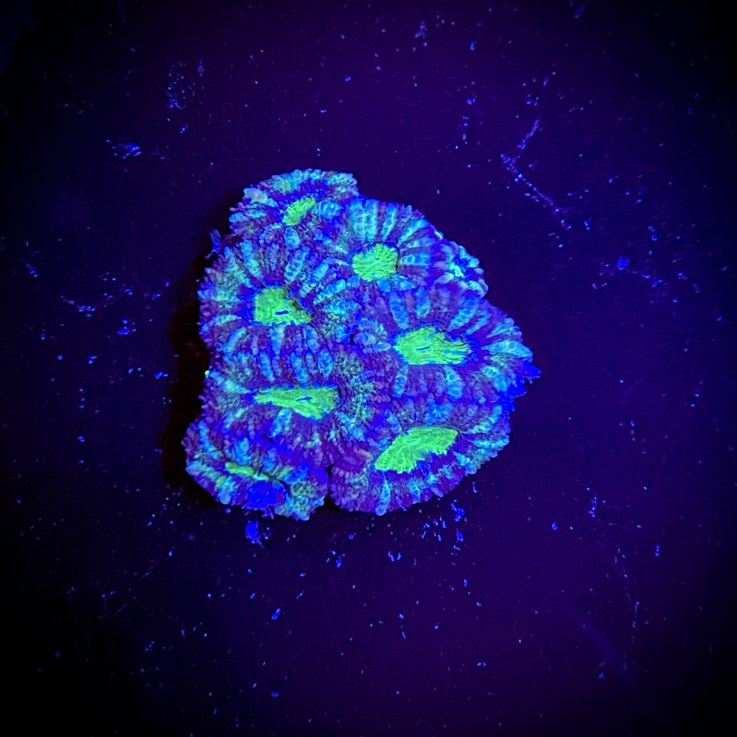Acanthastrea lordhowensis