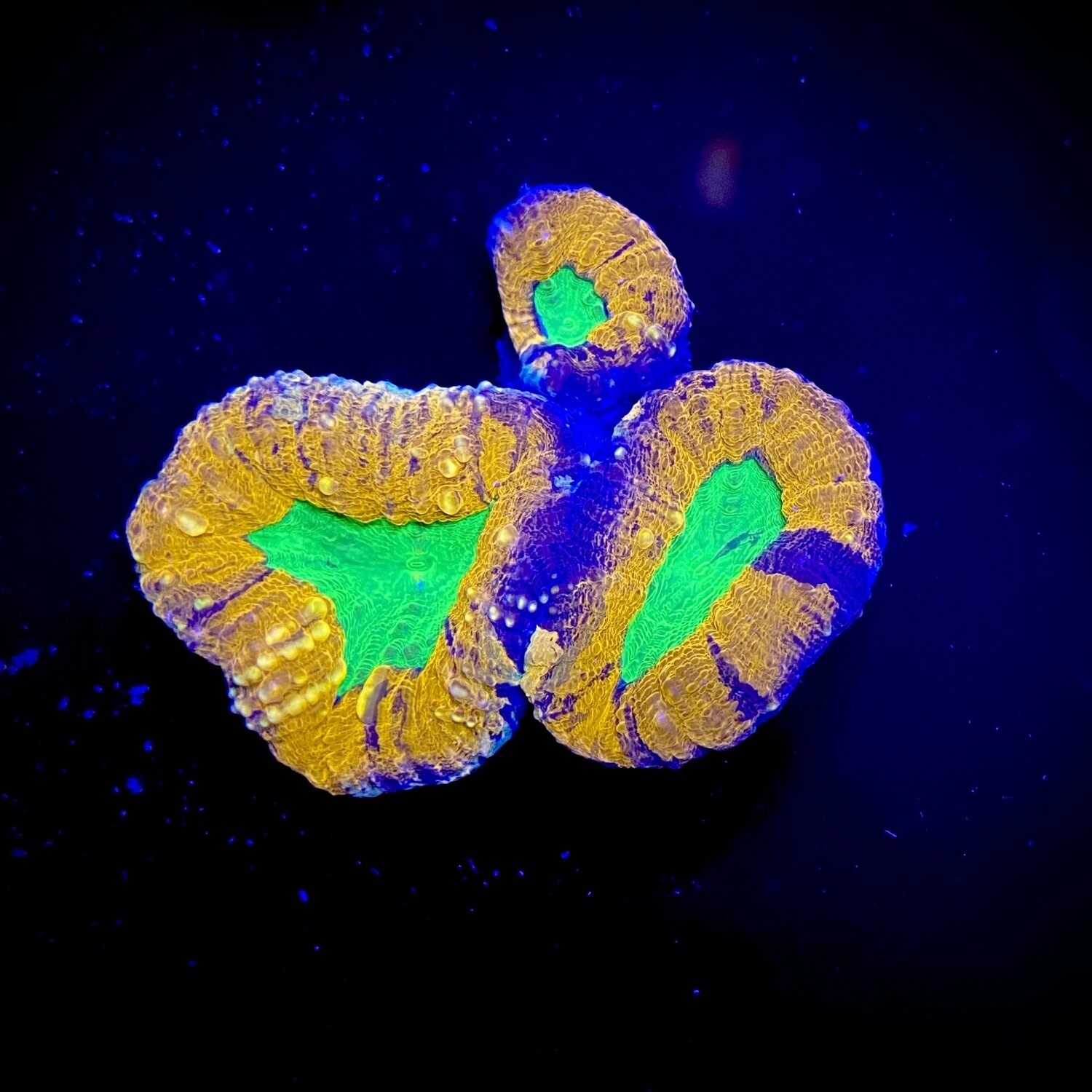 Lobophyllia Sp. Orange Green
