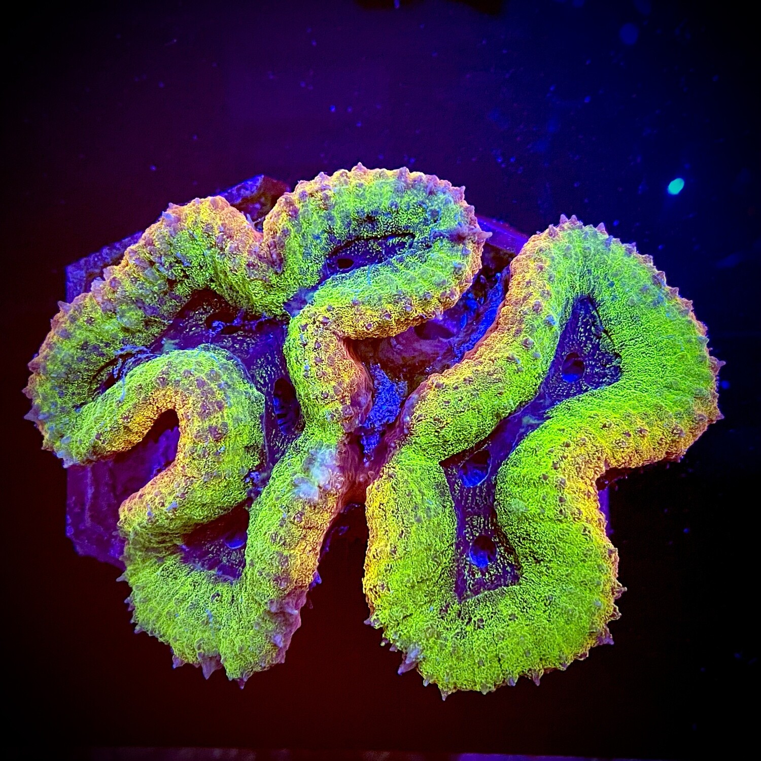 Lobophyllia Sp. Multicolor