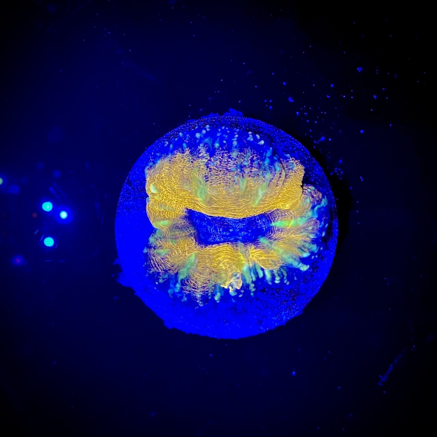 Lobophyllia Sp. Orange