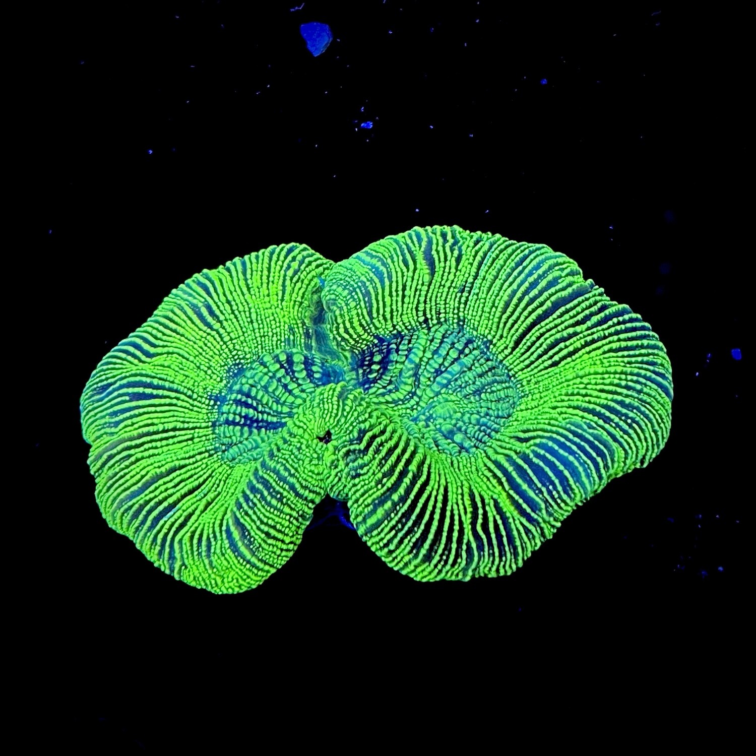 Trachyphyllia geoffroyi Toxic Green