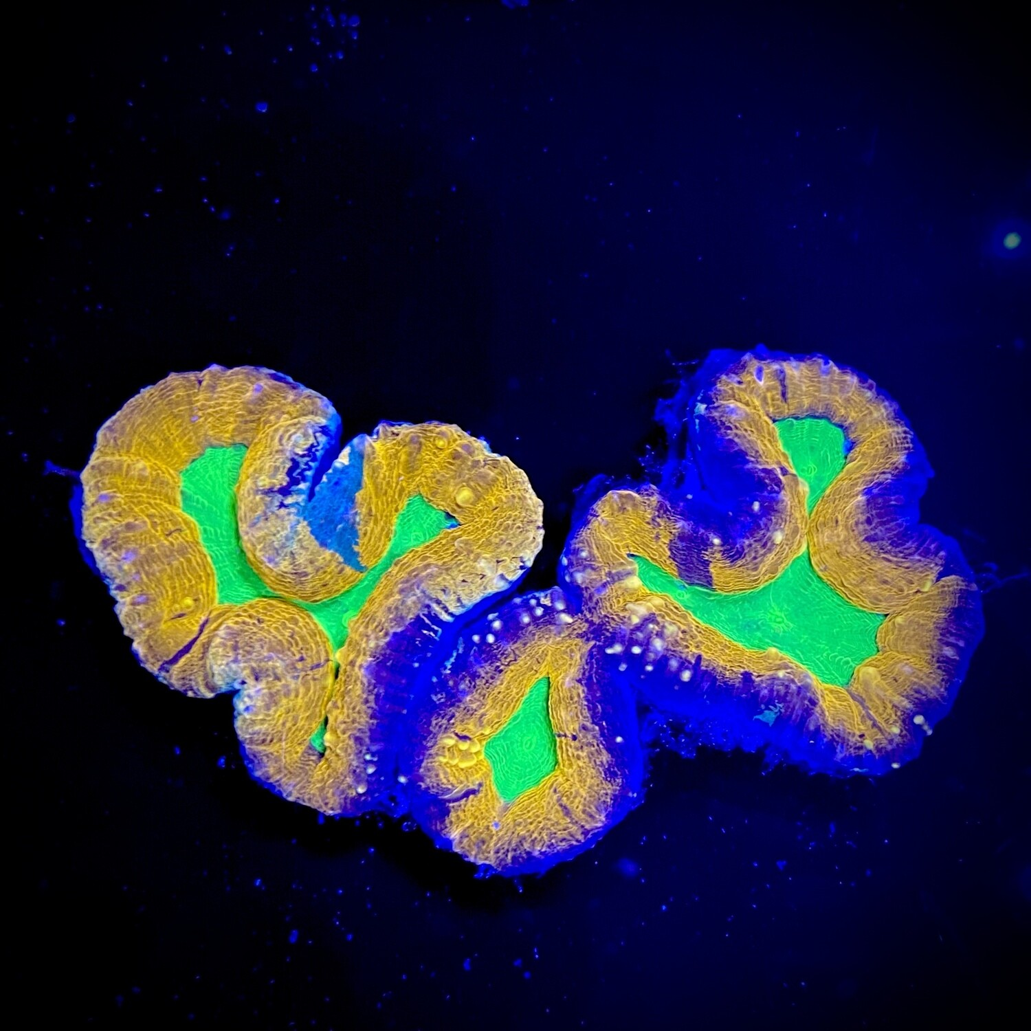 Lobophyllia Sp. Orange Green