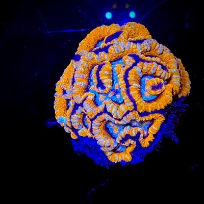 Symphylia Wilsoni