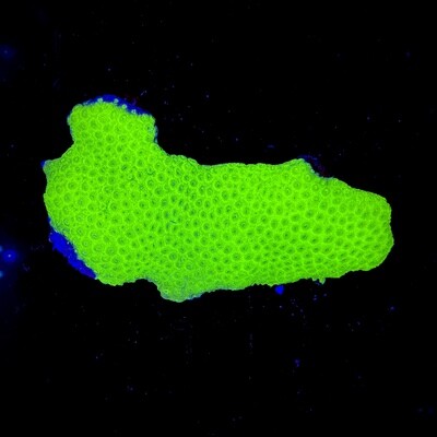 Cyphastrea Neon Lime